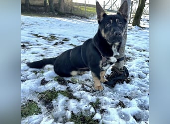 Shep ein Zwerg-Schäferhund