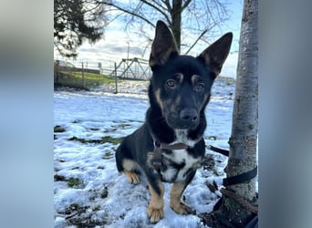 Shep ein Zwerg-Schäferhund