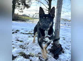 Shep ein Zwerg-Schäferhund