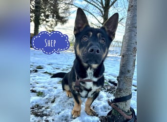 Shep ein Zwerg-Schäferhund