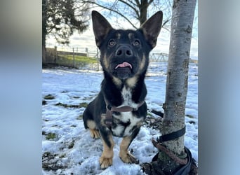 Shep ein Zwerg-Schäferhund