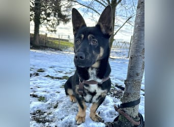 Shep ein Zwerg-Schäferhund