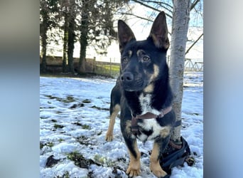 Shep ein Zwerg-Schäferhund