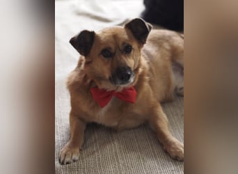 Frenki ein kleiner Schatz