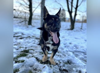 Shep ein Zwerg-Schäferhund