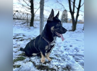 Shep ein Zwerg-Schäferhund