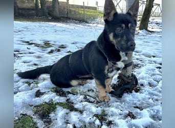 Shep ein Zwerg-Schäferhund