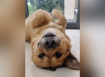 Frenki ein kleiner Schatz