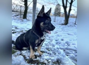 Shep ein Zwerg-Schäferhund