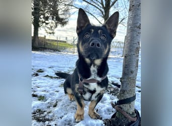 Shep ein Zwerg-Schäferhund