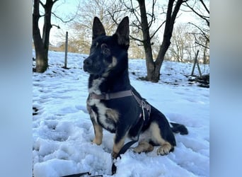 Shep ein Zwerg-Schäferhund