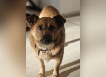 Frenki ein kleiner Schatz