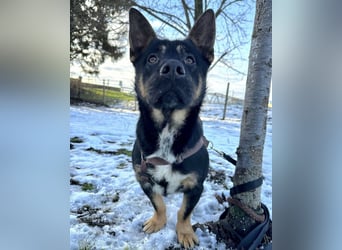 Shep ein Zwerg-Schäferhund