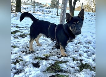 Shep ein Zwerg-Schäferhund