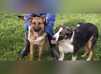 MALIE – Liebevolle Schäferhund-Mix-Hündin mit großem Herz sucht ihre Menschen