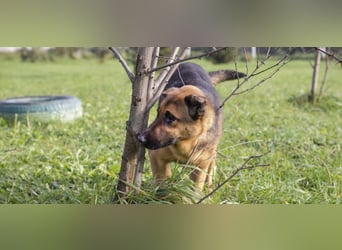 MALIE – Liebevolle Schäferhund-Mix-Hündin mit großem Herz sucht ihre Menschen