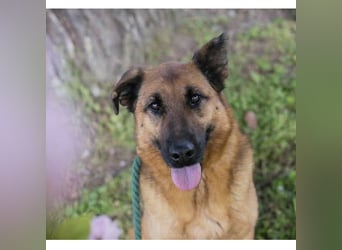 MALIE – Liebevolle Schäferhund-Mix-Hündin mit großem Herz sucht ihre Menschen