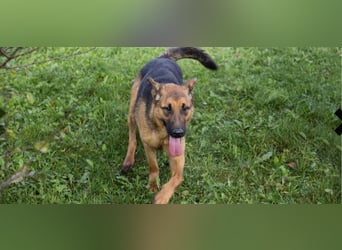 MALIE – Liebevolle Schäferhund-Mix-Hündin mit großem Herz sucht ihre Menschen