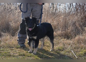 TEDDY ca. 9 mon.  möchte gefallen, sanfter, lieber Teenager