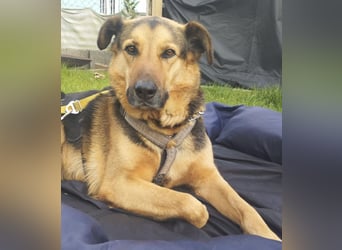 OSCAR - dein Kumpel mit Teddy-Charme