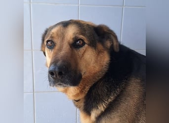 OSCAR - dein Kumpel mit Teddy-Charme