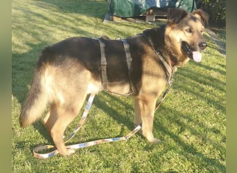 OSCAR - dein Kumpel mit Teddy-Charme