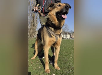 OSCAR - dein Kumpel mit Teddy-Charme