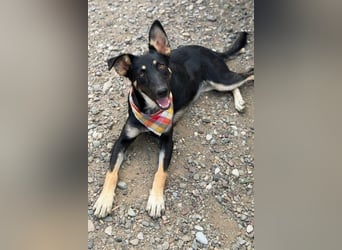 NOTFELL! Dt.-Schäfi-Mix Luna - ein zauberhaftes Wesen erobert Herzen