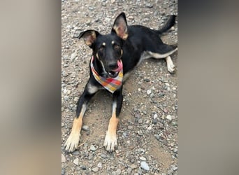 NOTFELL! Dt.-Schäfi-Mix Luna - ein zauberhaftes Wesen erobert Herzen