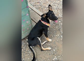 NOTFELL! Dt.-Schäfi-Mix Luna - ein zauberhaftes Wesen erobert Herzen