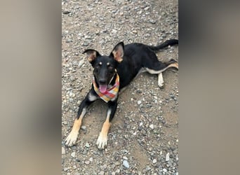NOTFELL! Dt.-Schäfi-Mix Luna - ein zauberhaftes Wesen erobert Herzen