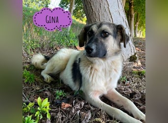 Gina eine sanfte unsichere Seele