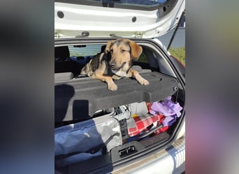 1-Jährige Schäferhundmischling Betty sucht ihren Menschen