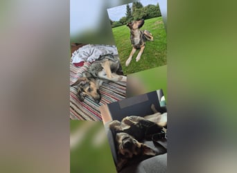 1-Jährige Schäferhundmischling Betty sucht ihren Menschen
