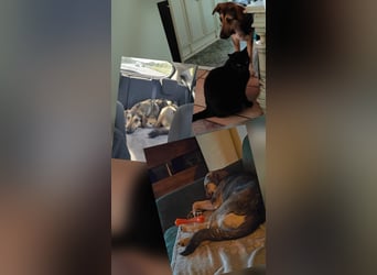 1-Jährige Schäferhundmischling Betty sucht ihren Menschen