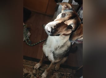 1-Jährige Schäferhundmischling Betty sucht ihren Menschen