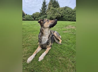 1-Jährige Schäferhundmischling Betty sucht ihren Menschen