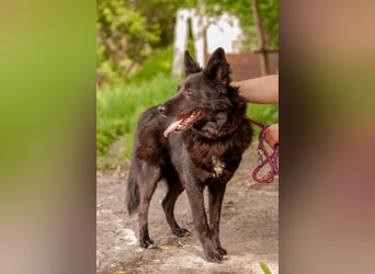 FENYA Black Beauty wurde aus dem Wasser gerettet (Ukraine)