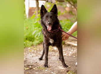 FENYA Black Beauty wurde aus dem Wasser gerettet (Ukraine)