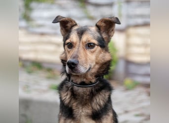 Edwin - Neugierige & menschenbezogene Knutschkugel (Ukraine)