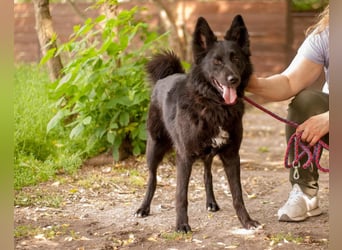 FENYA Black Beauty wurde aus dem Wasser gerettet (Ukraine)