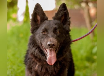 FENYA Black Beauty wurde aus dem Wasser gerettet (Ukraine)