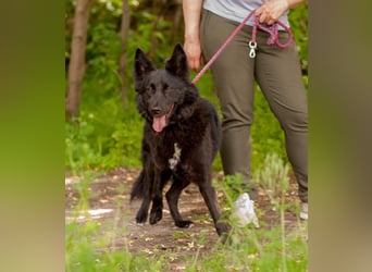 FENYA Black Beauty wurde aus dem Wasser gerettet (Ukraine)