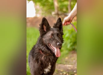 FENYA Black Beauty wurde aus dem Wasser gerettet (Ukraine)