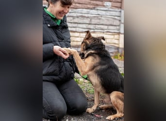 Edwin - Neugierige & menschenbezogene Knutschkugel (Ukraine)