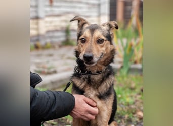 Edwin - Neugierige & menschenbezogene Knutschkugel (Ukraine)