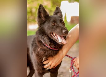 FENYA Black Beauty wurde aus dem Wasser gerettet (Ukraine)