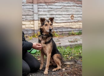 Edwin - Neugierige & menschenbezogene Knutschkugel (Ukraine)
