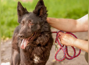FENYA Black Beauty wurde aus dem Wasser gerettet (Ukraine)