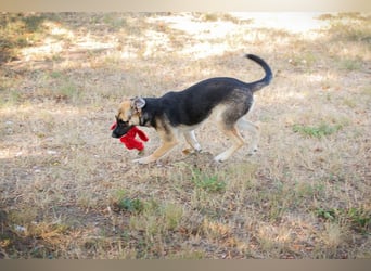 Chip 278067 sucht ein zu Hause